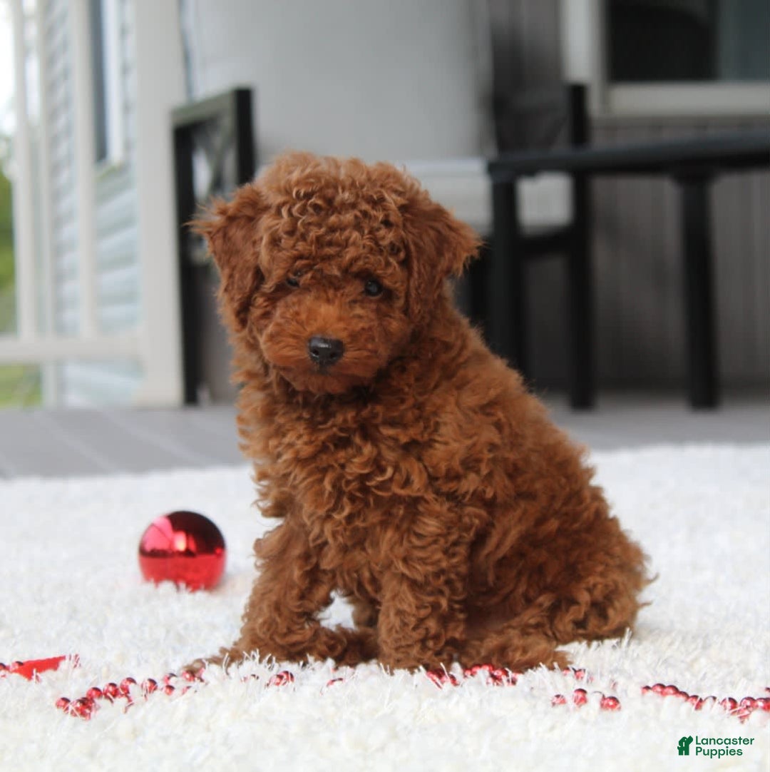 Toy Poodle dogs for sale: Elri - Image 9