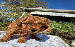 Toy Poodle dogs for sale: Lada - Image 20