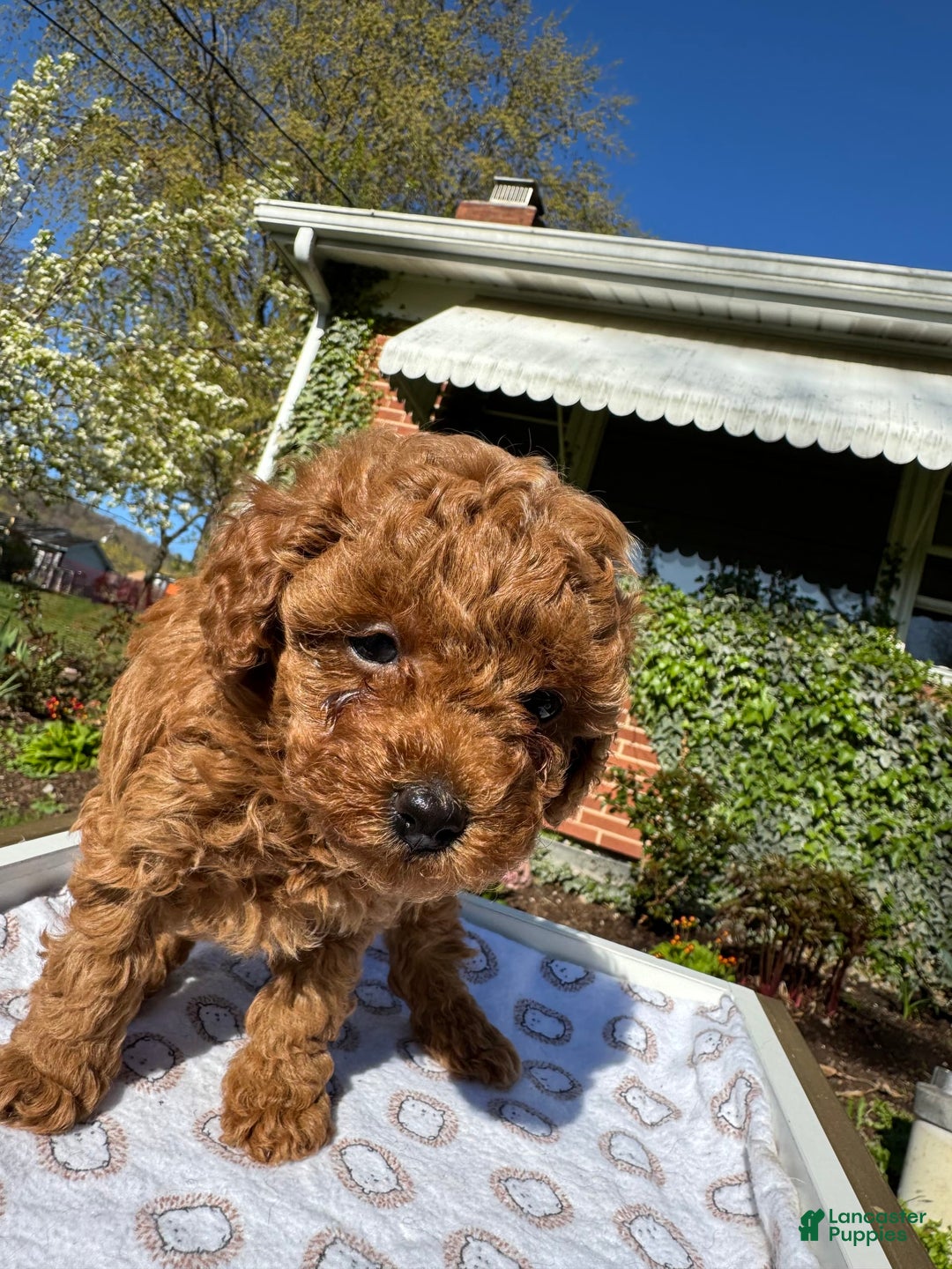 Toy Poodle dogs for sale: Lada - Image 20