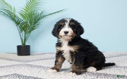 Bernedoodle dogs for sale: Chloe - Image 1