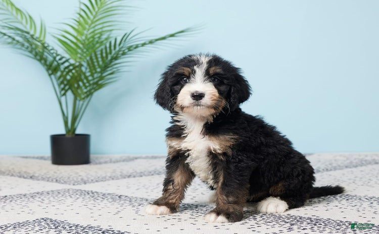 Bernedoodle dogs for sale - Ad 1