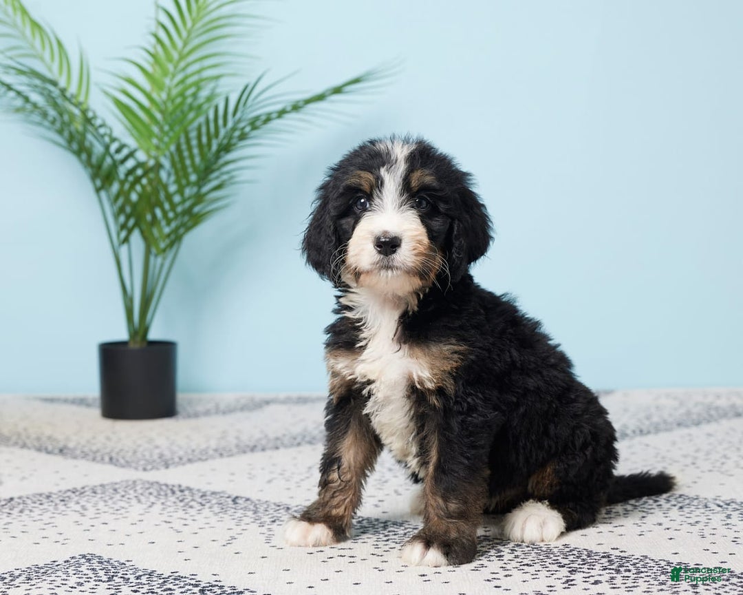 Bernedoodle dogs for sale: Chloe - Image 1