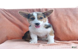 Welsh Corgi Pembroke dogs for sale: Lightning - Image 7