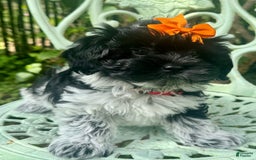Maltipoo dogs for sale: Lucy - Image 2