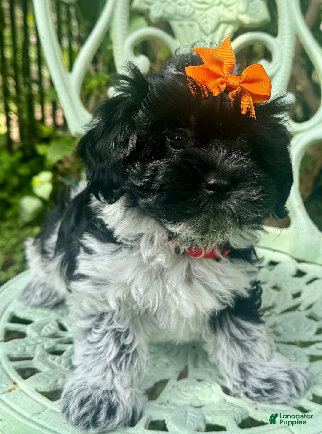 Maltipoo dogs for sale: Lucy - Image 2