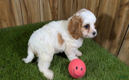 Cavapoo dogs for sale: Fiona Girl 1 - Image 8