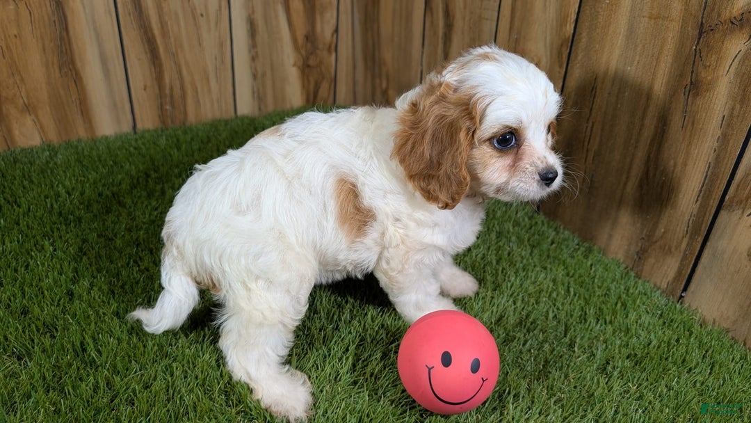 Cavapoo dogs for sale: Fiona Girl 1 - Image 8
