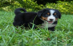 Bernese Mountain Dog dogs for sale: Sweetheart - Image 20