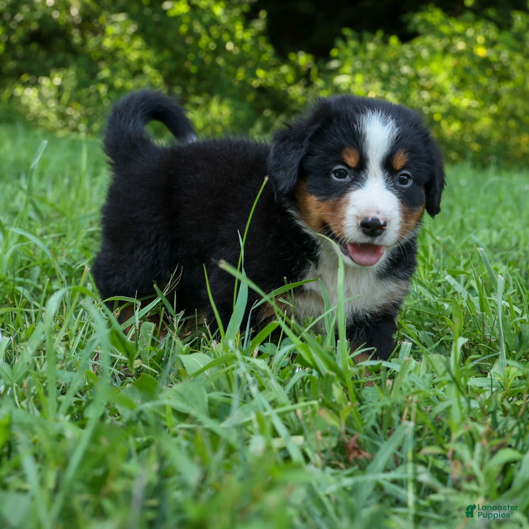 Bernese Mountain Dog dogs for sale: Sweetheart - Image 20