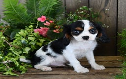 Cavalier King Charles Spaniel dogs for sale: Jace - Image 6