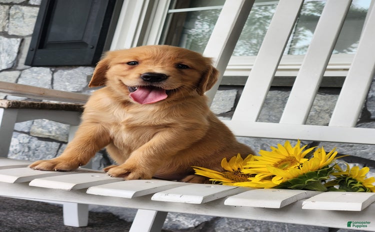 Golden Retriever dogs for sale - Ad 3
