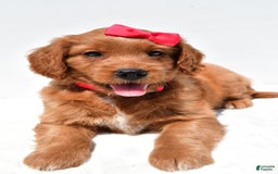 Mini Goldendoodle dogs for sale: Tasha - Image 4