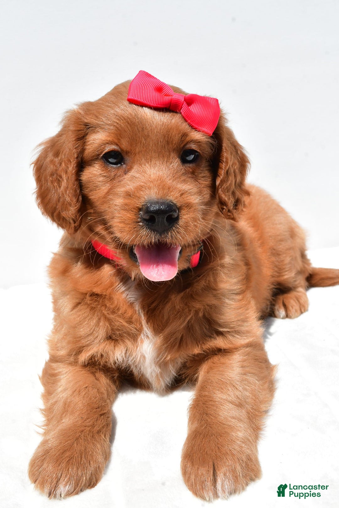 Mini Goldendoodle dogs for sale: Tasha - Image 4
