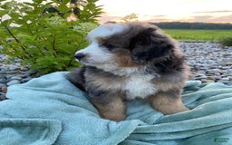 Mini Bernedoodle dogs for sale: Mini Bernedoodle 5 puppies - Image 23