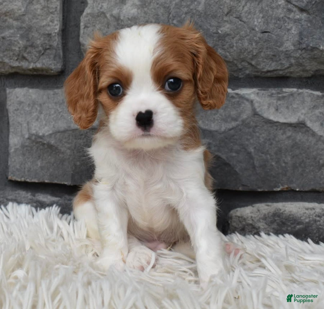 Cavalier King Charles Spaniel dogs for sale: Brady - Image 1