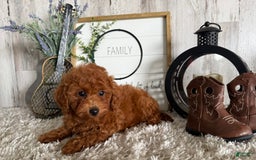 Toy Poodle dogs for sale: Ian - Image 4