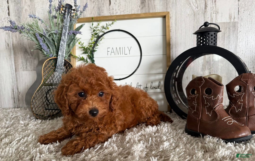 Toy Poodle dogs for sale: Ian - Image 4