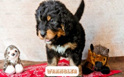 Bernedoodle dogs for sale: Wrangler - Image 4