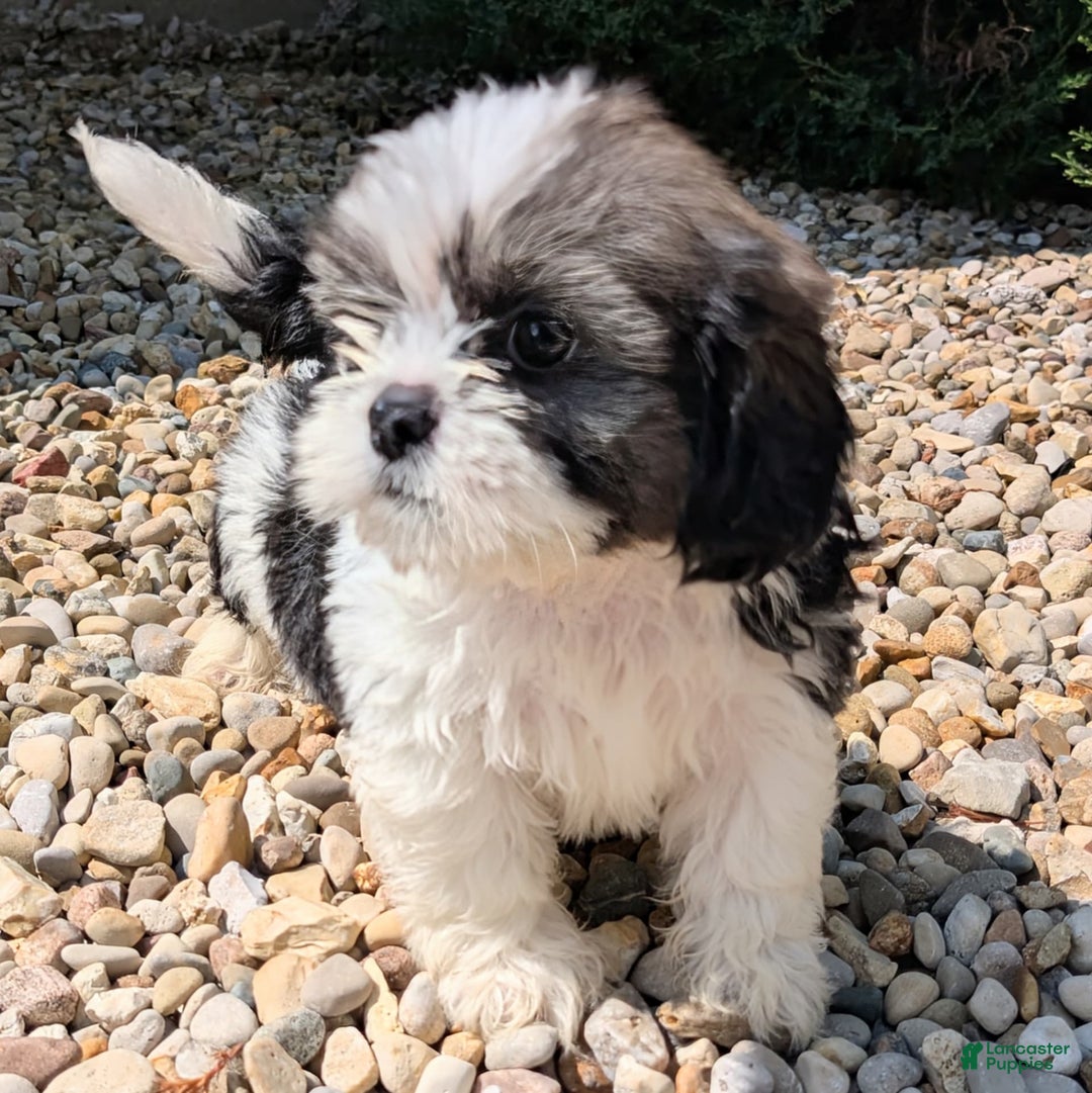 Lhasa Apso dogs for sale: Kodiak - Image 11