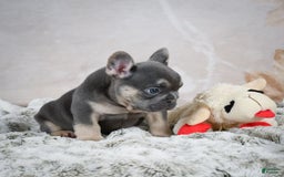 French Bulldog dogs for sale: French Bulldog 6 puppies - Image 30