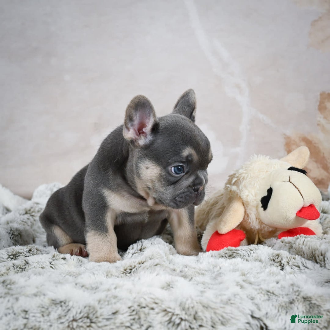 French Bulldog dogs for sale: French Bulldog 6 puppies - Image 30