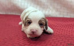 Cavapoo dogs for sale: Woody - Image 14