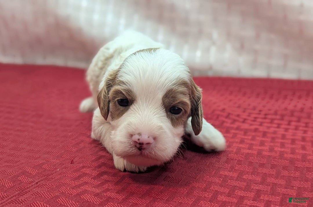 Cavapoo dogs for sale: Woody - Image 14