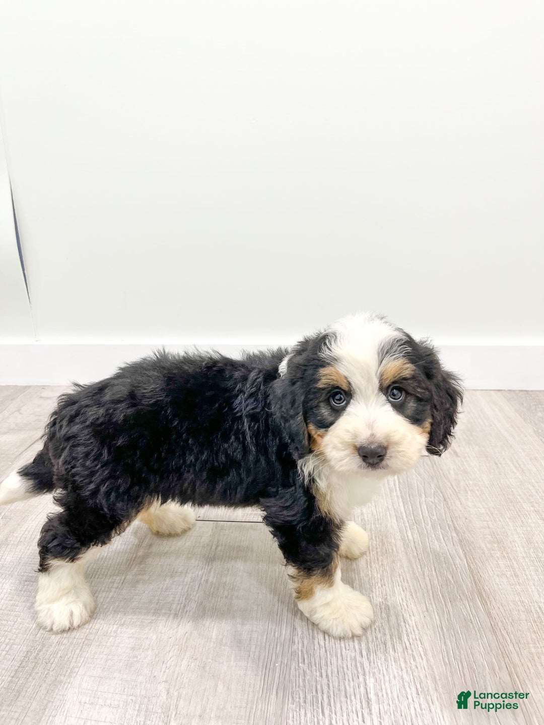 Mini Bernedoodle dogs for sale: Amelia - Image 7