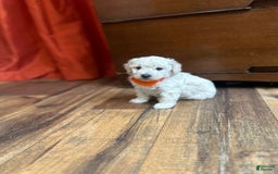Bichpoo dogs for sale: Grady - Image 8