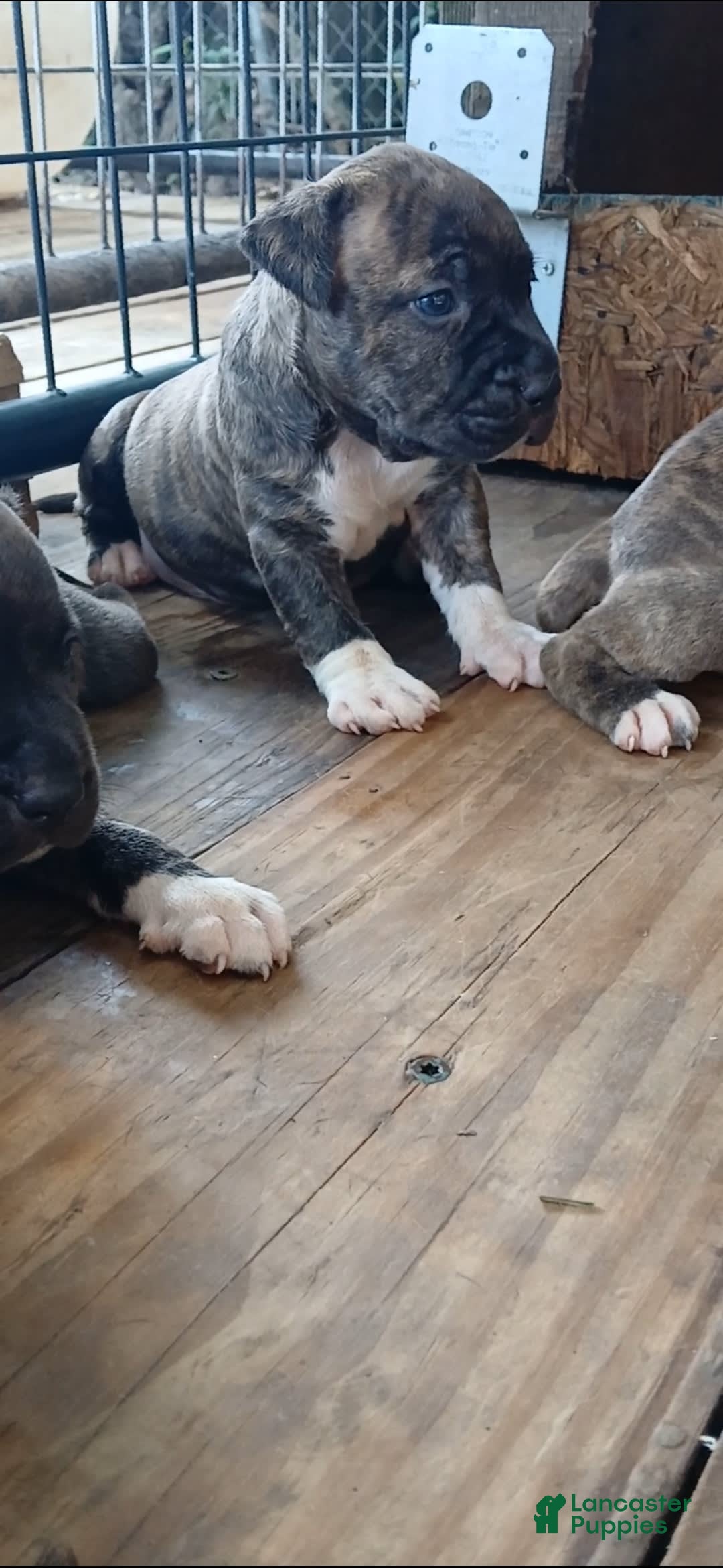 American Pit Bull Terrier dogs for sale: Guage - Image 16
