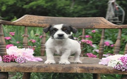 Jack Russell Terrier dogs for sale: Brad - Image 3