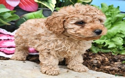 Cavapoo dogs for sale: Caramel - Image 1