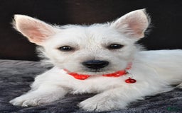 West Highland Terrier dogs for sale: Nemo - Image 4