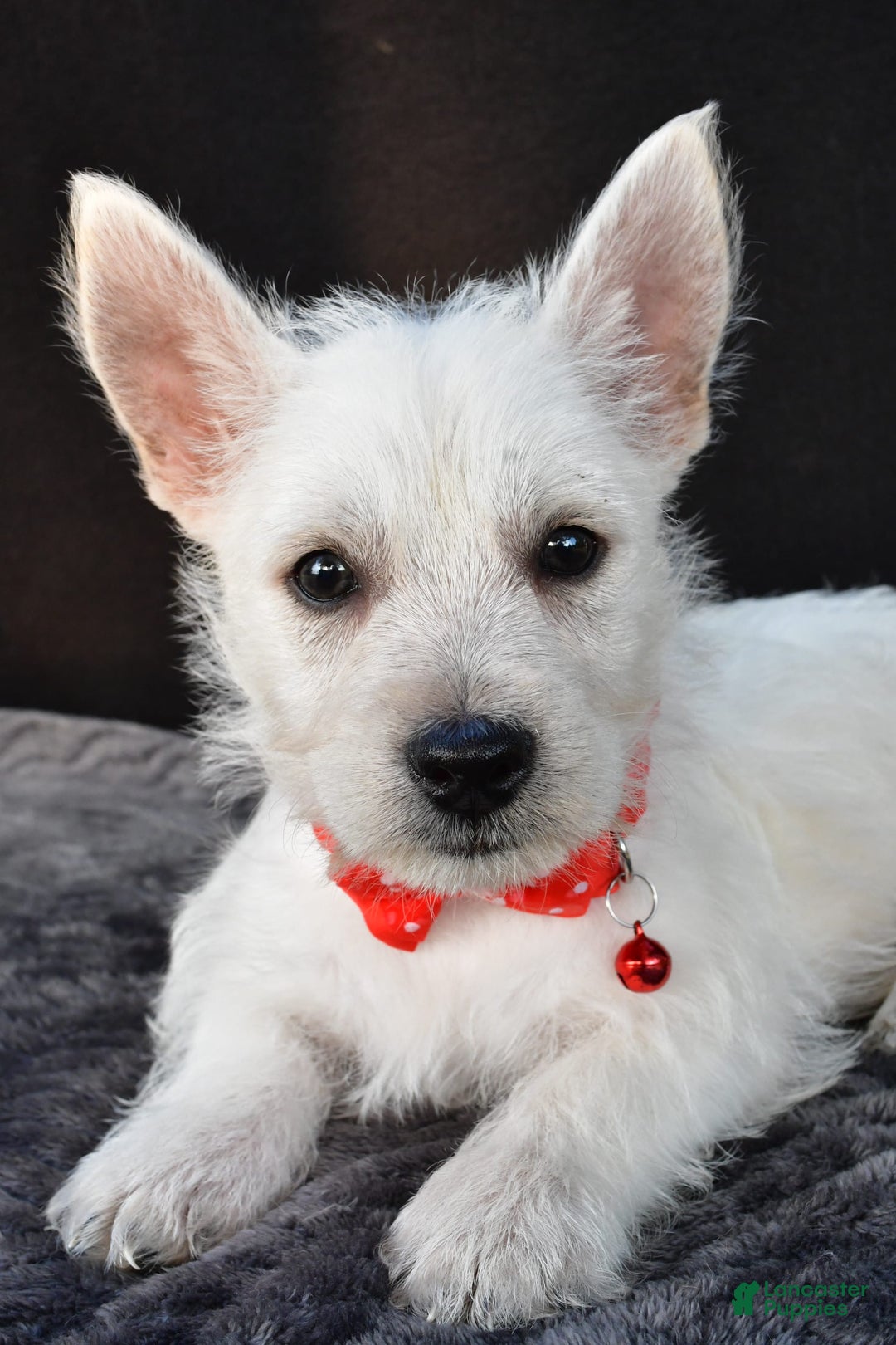 West Highland Terrier dogs for sale: Nemo - Image 4