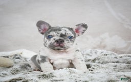 French Bulldog dogs for sale: French Bulldog 6 puppies - Image 17