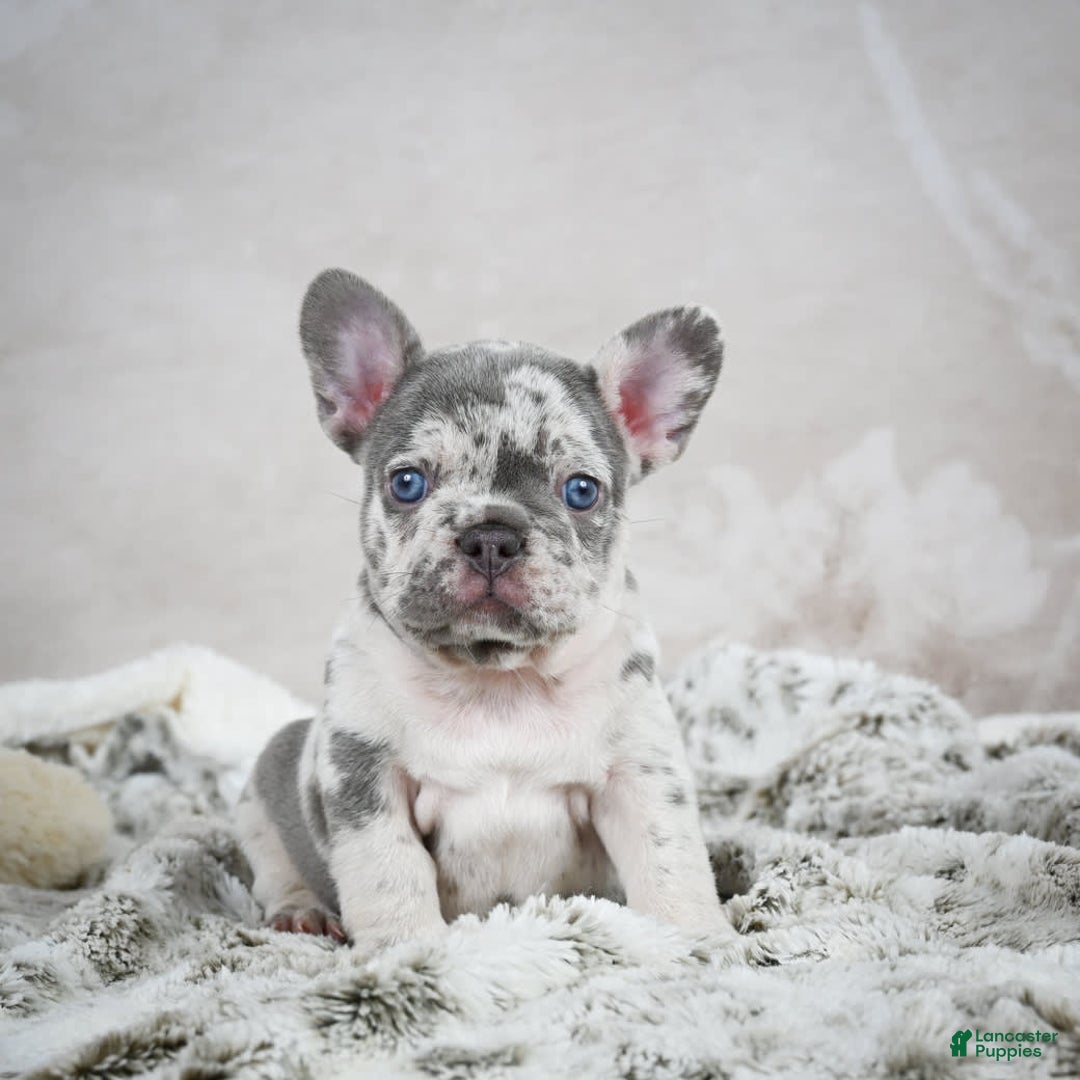French Bulldog dogs for sale: French Bulldog 6 puppies - Image 17