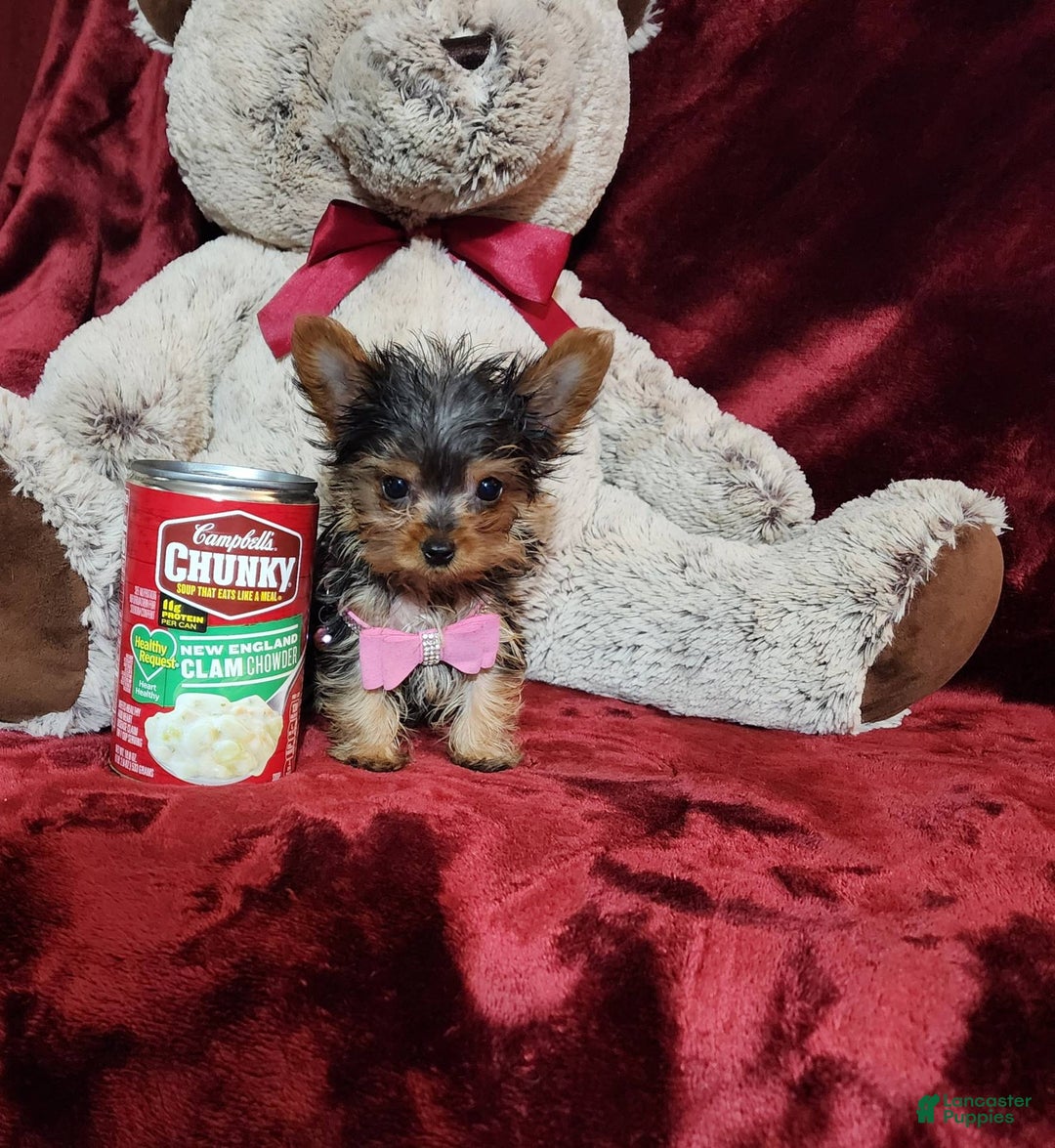 Yorkshire Terrier dogs for sale: Munchkin - Image 9