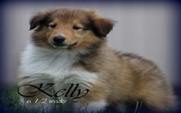 categoriesInfo:categoryAttributeOptions.pets.dogs.breed.roughCollie dogs for sale: Kelly - Image 2
