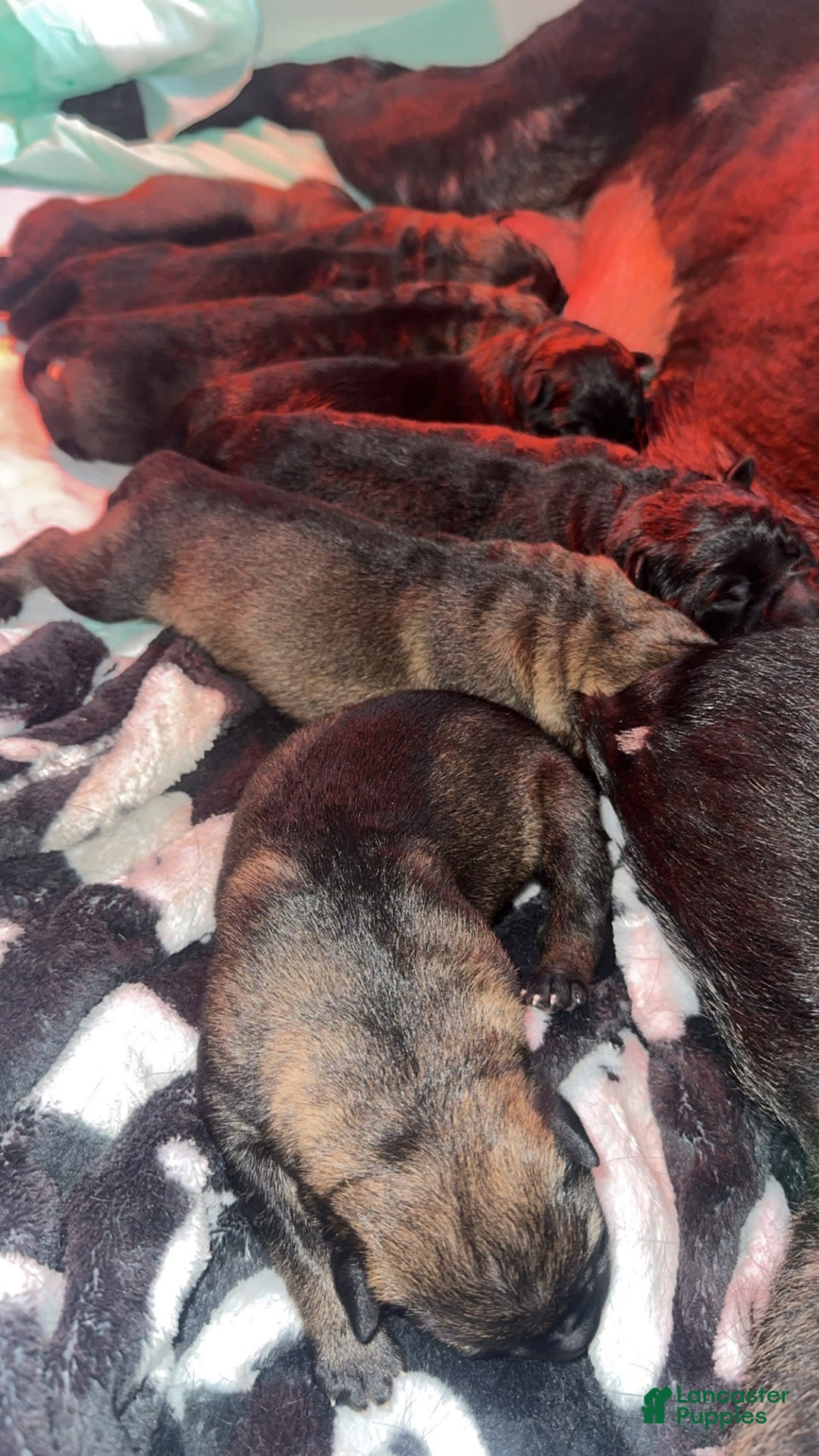 German Shepherd dogs for sale: Litter - Image 1