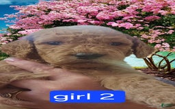 Goldendoodle dogs for sale: Sophia - Image 3