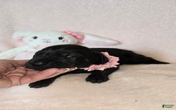 Great Dane dogs for sale: Onyx - Image 10
