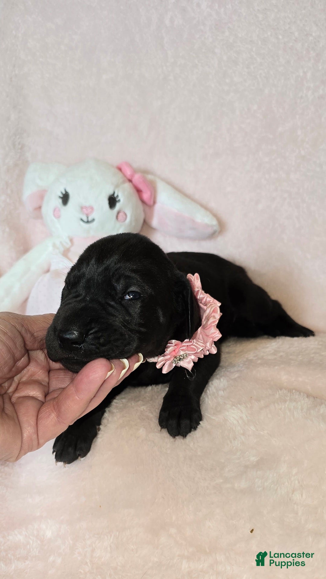 Great Dane dogs for sale: Onyx - Image 10