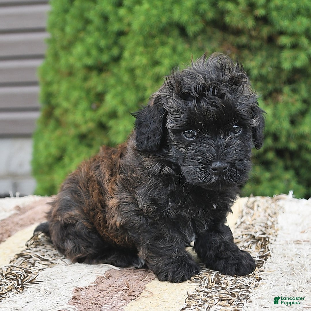Havapoo dogs for sale: Lark - Image 5