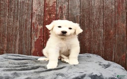 Great Pyrenees dogs for sale: Lucky - Image 3