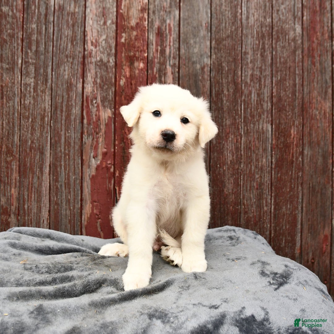 Great Pyrenees dogs for sale: Lucky - Image 3