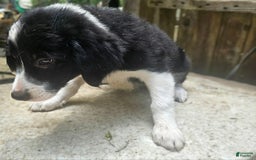 Border Collie dogs for sale: Ellie - Image 5