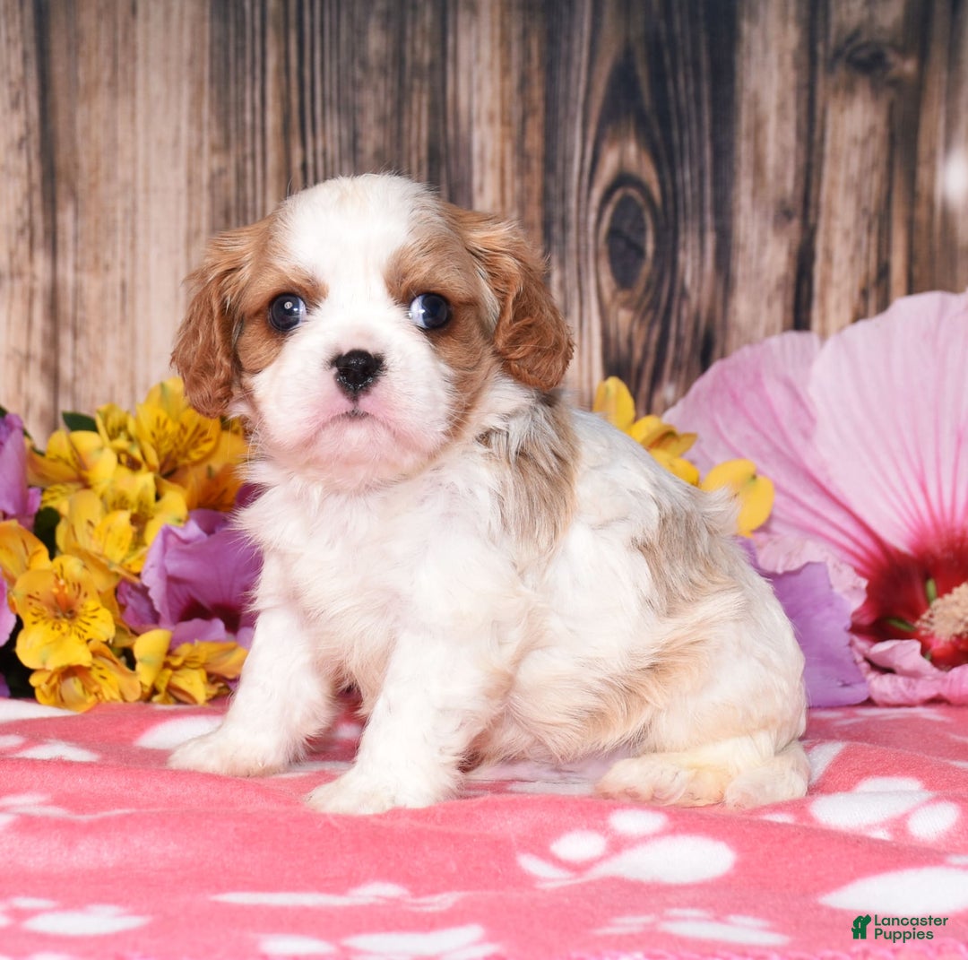 Cavalier King Charles Spaniel dogs for sale: Elliot - Image 3