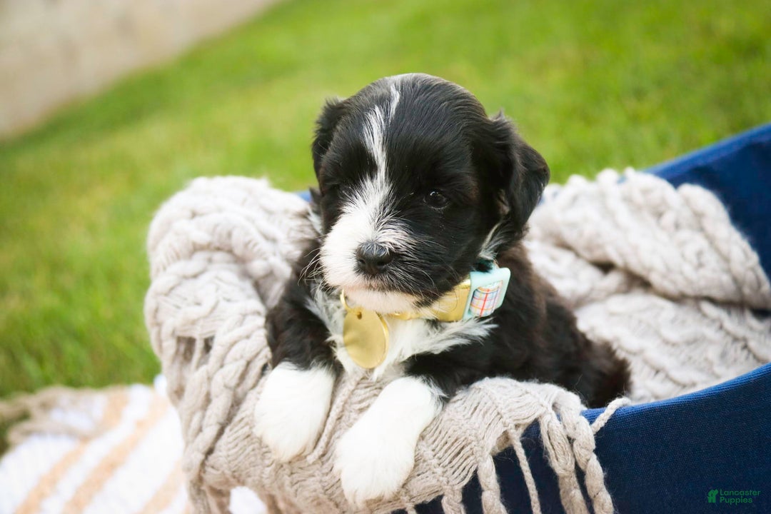 Havanese dogs for sale: Roo - Image 2