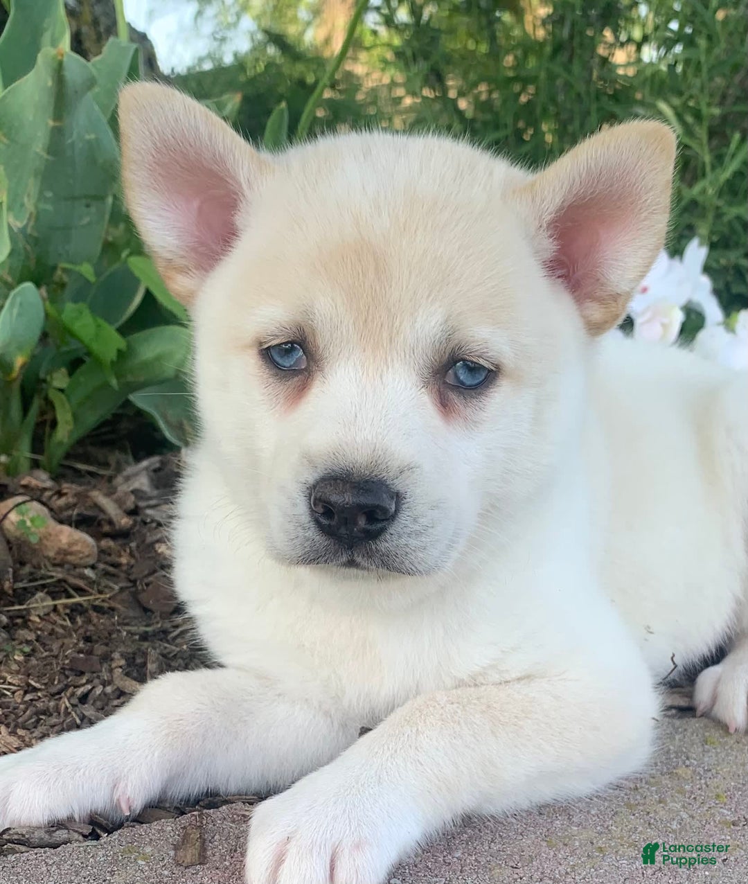 Alaskan Klee Kai dogs for sale: Handsome Boy Liam - Image 4