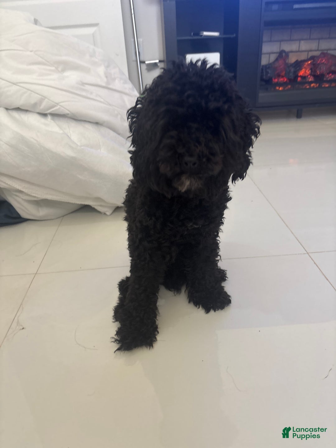 Miniature Poodle dogs for sale: Panchito - Image 2